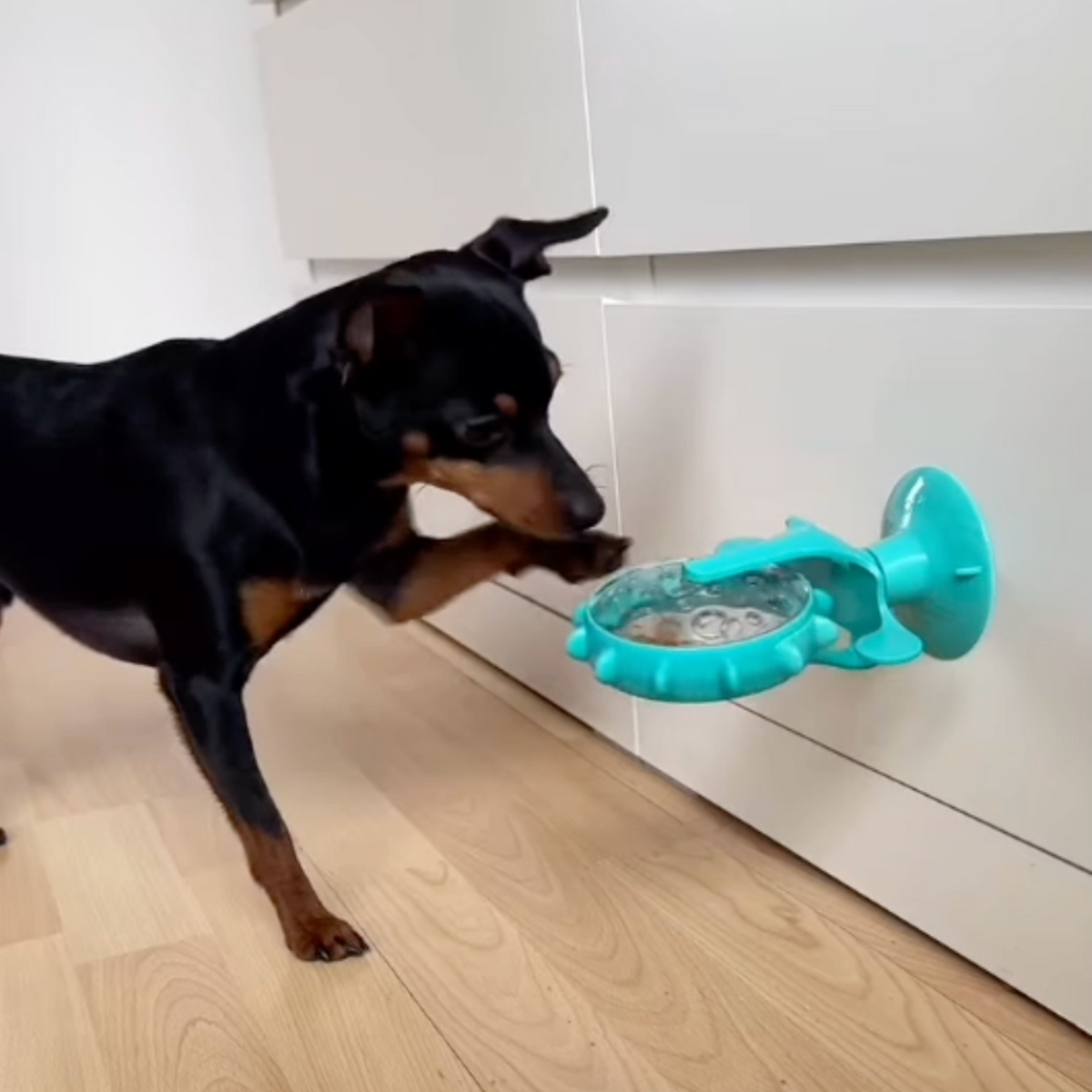 Viral Spinning Wheel