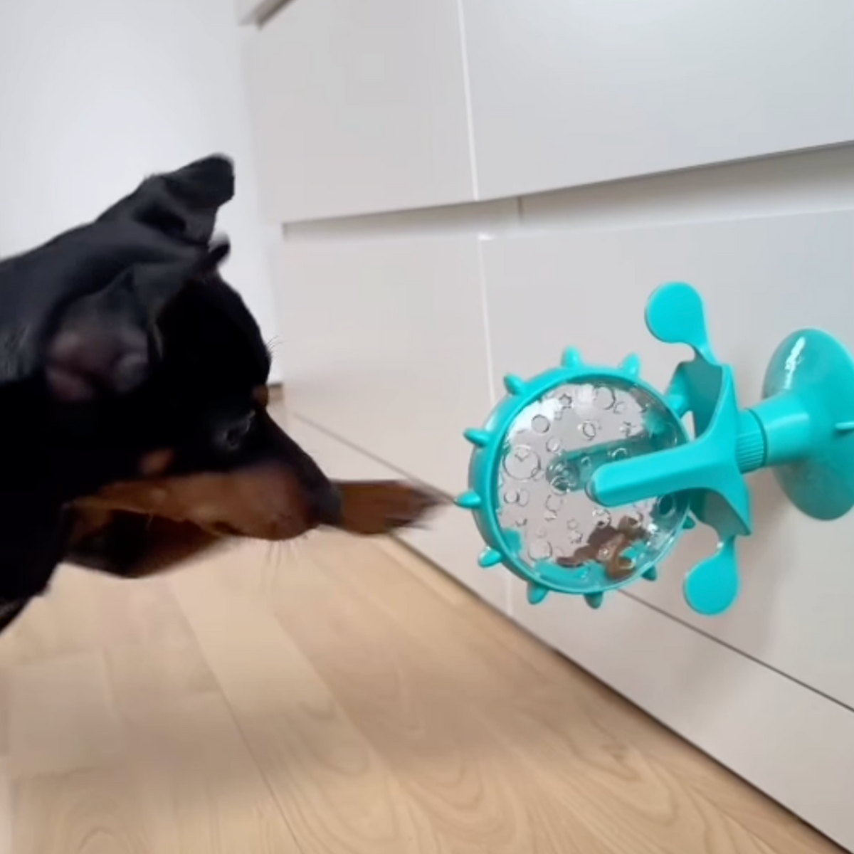 Viral Spinning Wheel