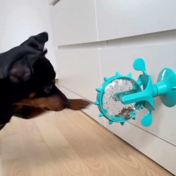 Viral Spinning Wheel