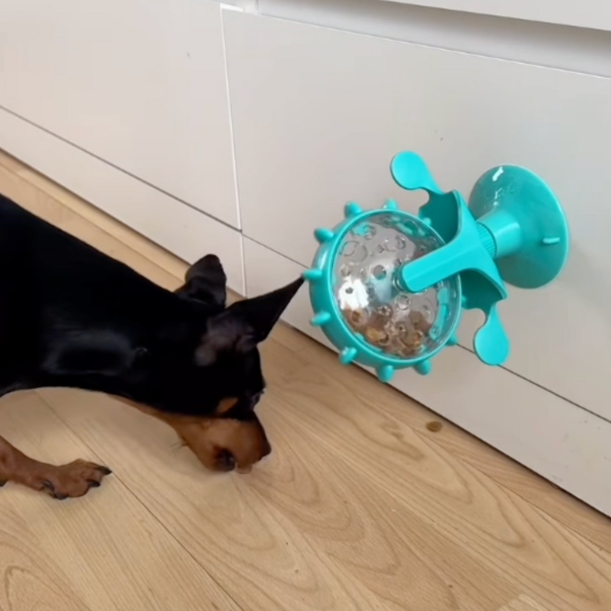 Viral Spinning Wheel