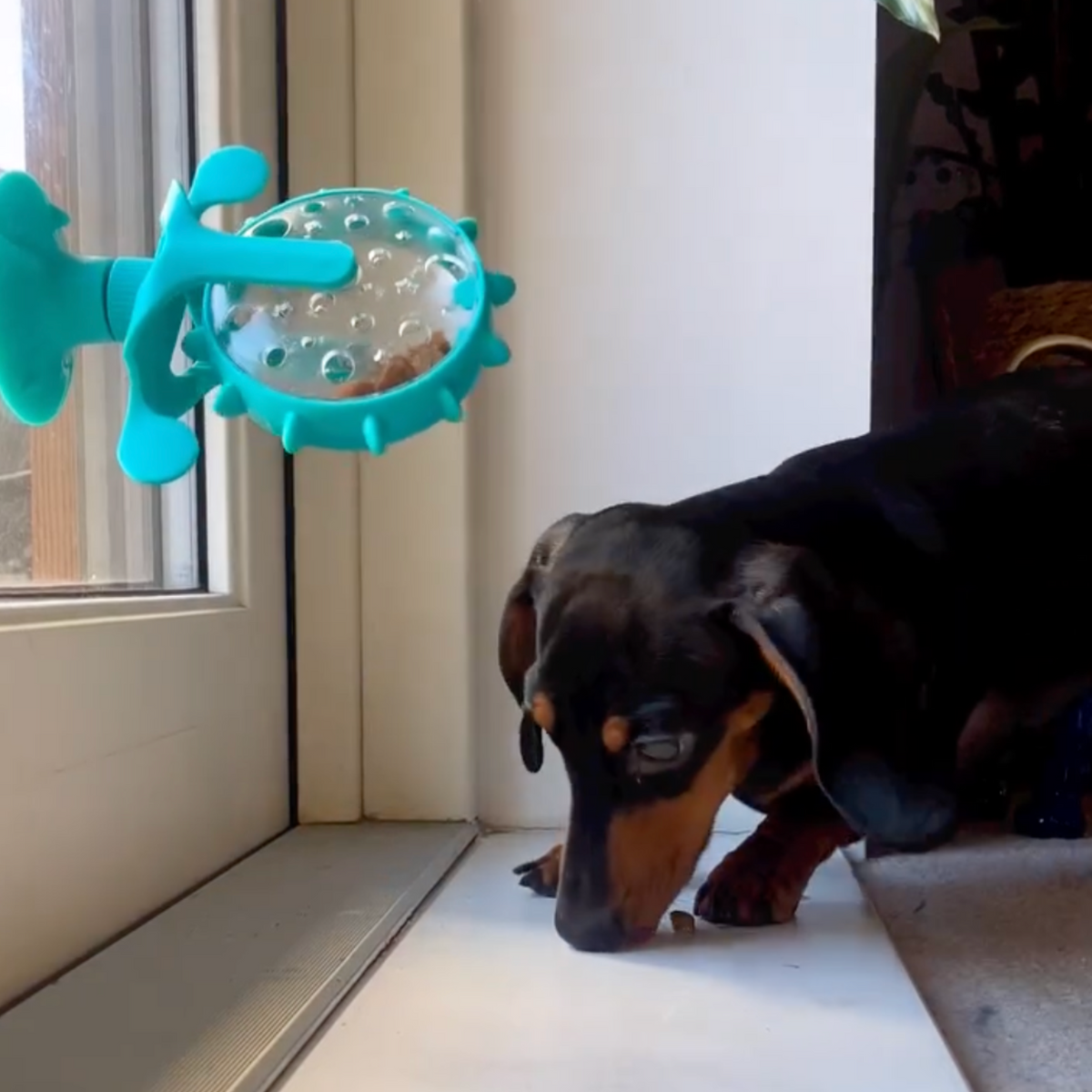 Viral Spinning Wheel