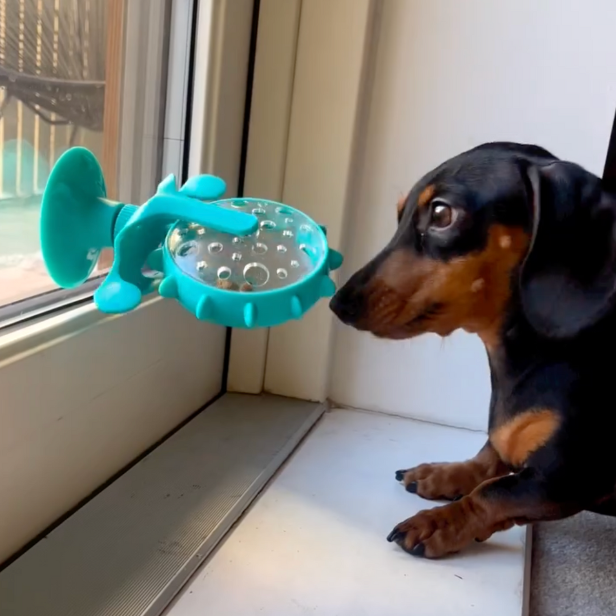 Viral Spinning Wheel