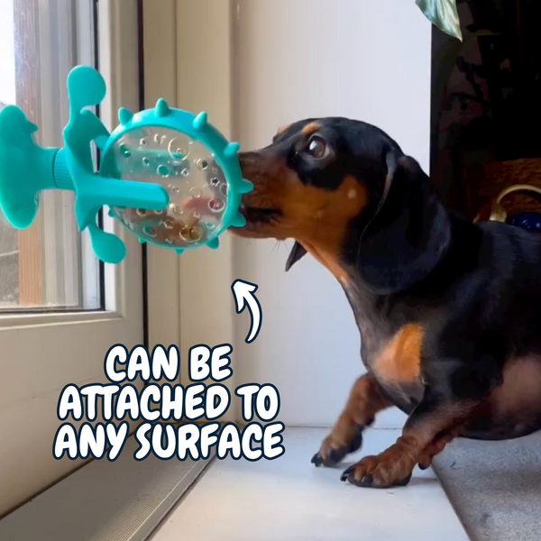 Viral Spinning Wheel